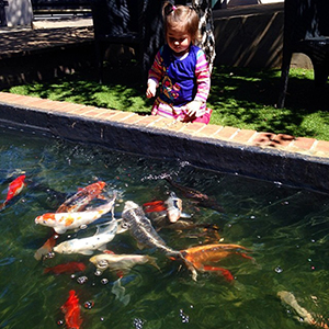 Toddler falls into koi pond, nearly drowns